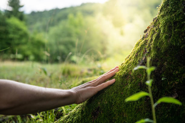 How Our Tree Care Process Works  in  Kerrville, TX